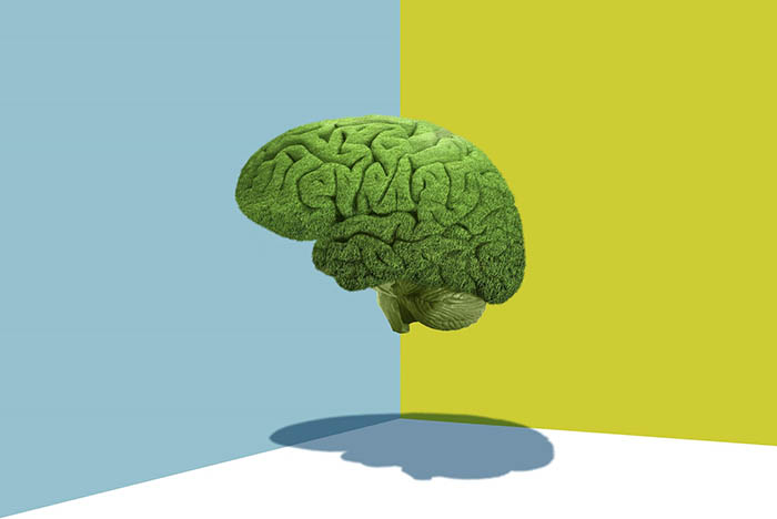 An illustration of a human brain