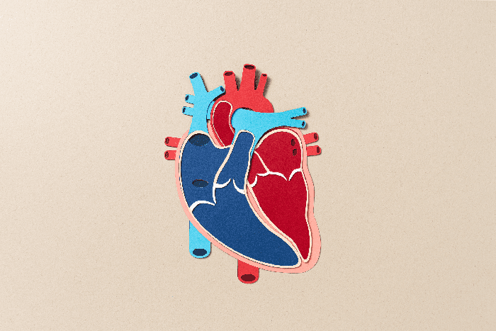Creative graphic of an anatomically correct heart