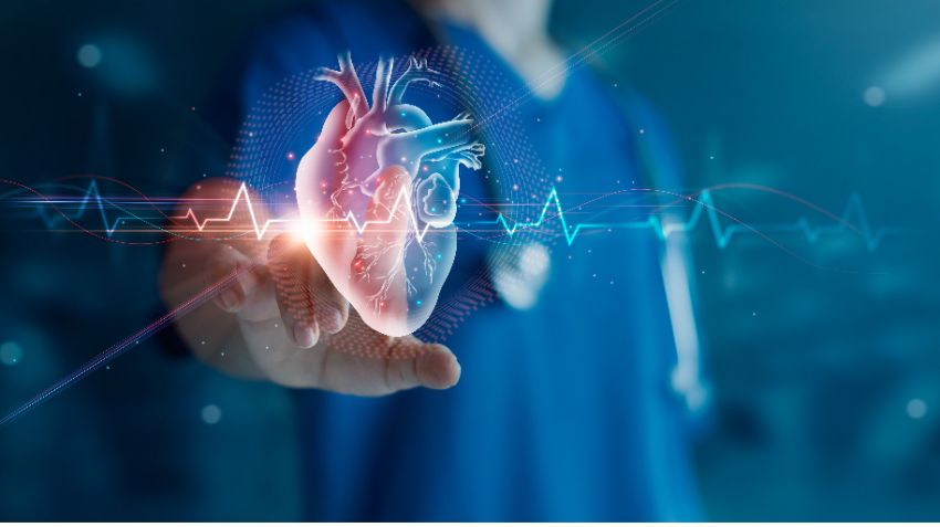medical illustration of a human heart